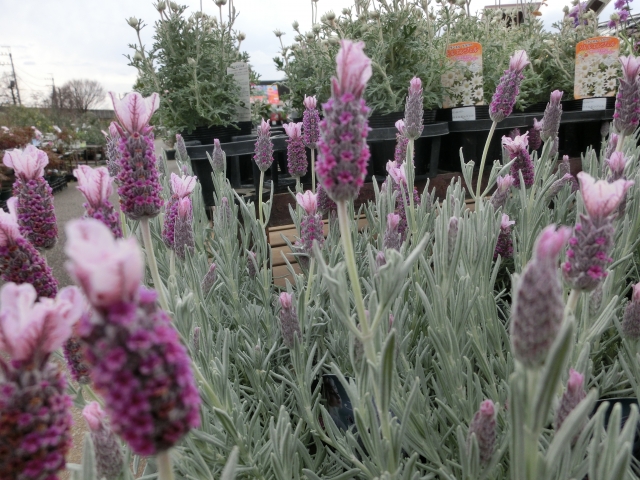 松江市のお庭リフォーム(植栽)